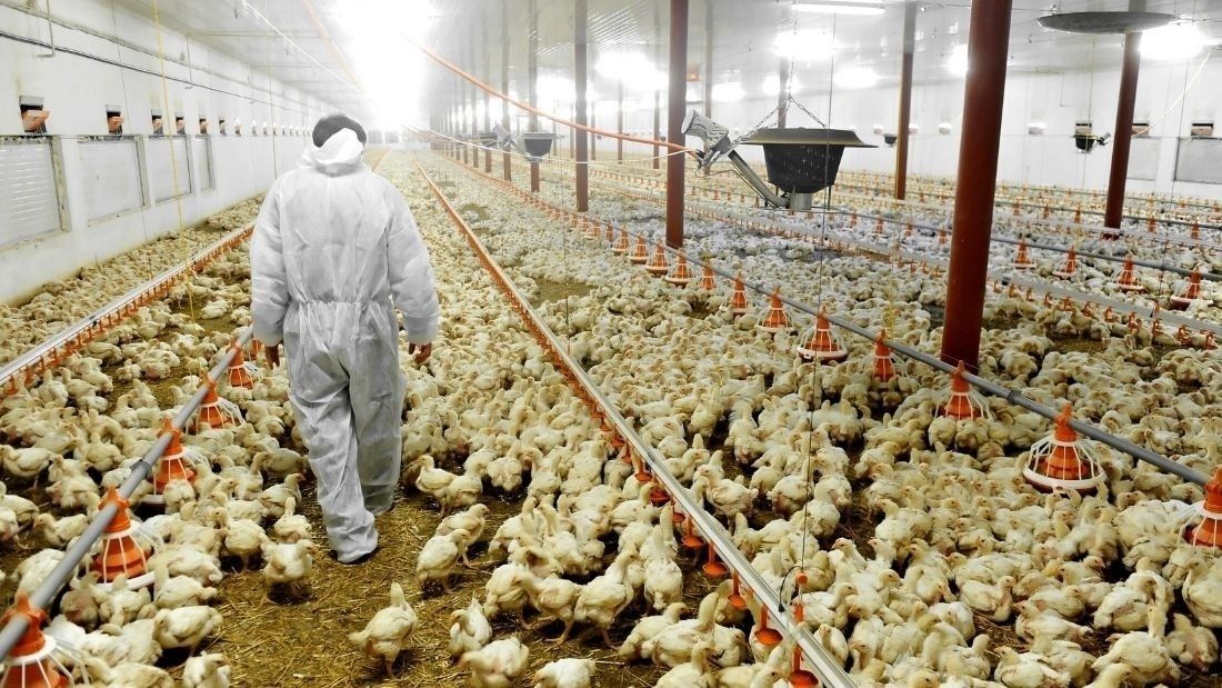 Person walking through factory farm with biosecurity suit on