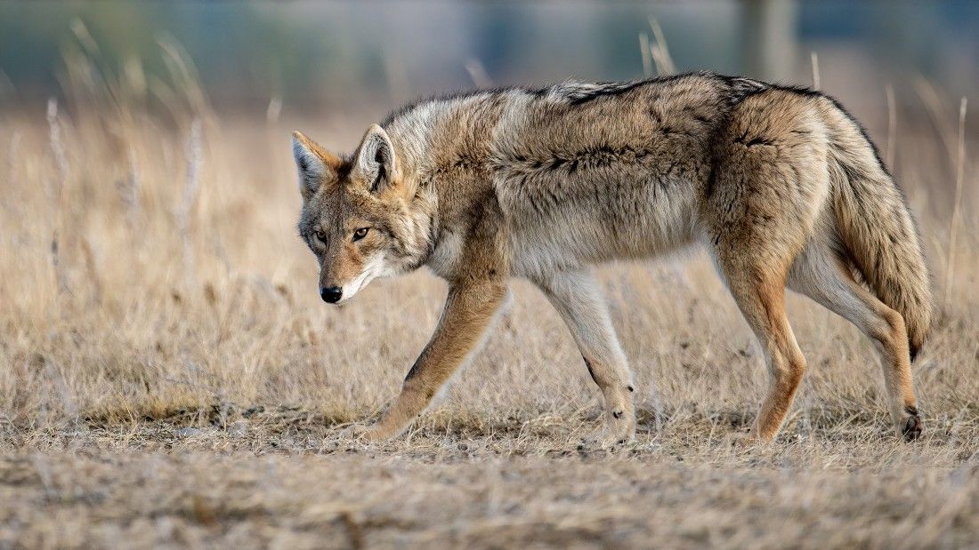 coyote in canada