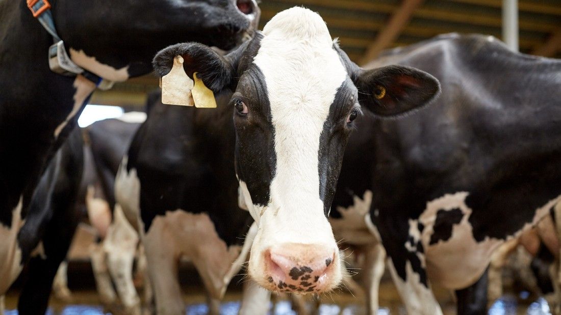 Dairy cows | Viva! The Vegan Charity