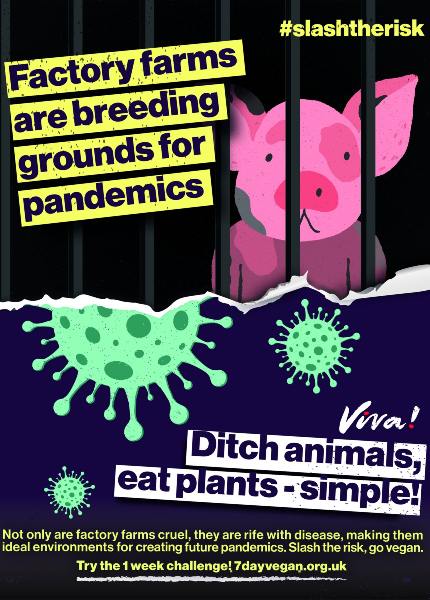 factory farming breeds pandemics leaflet