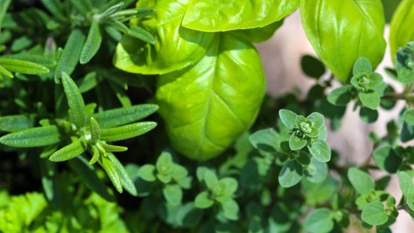 Basil oregano and rosemary aromatic health boosters Health