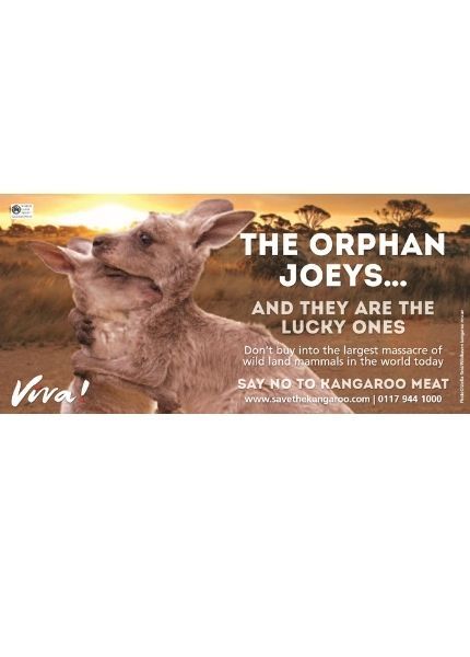 orphan kangeroos hugging front of leaflet