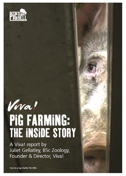 pig farming report cover