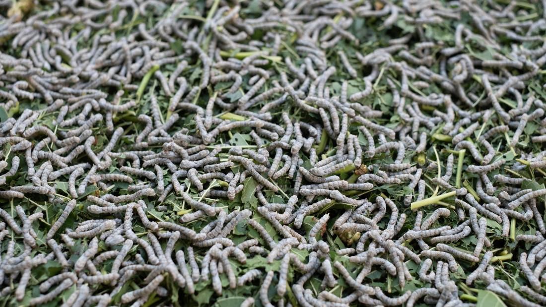 silkworms