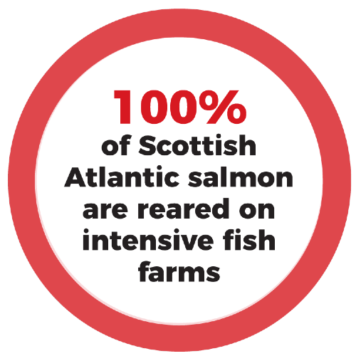 100% of Scottish Atlantic salmon are reared on intensive fish farms