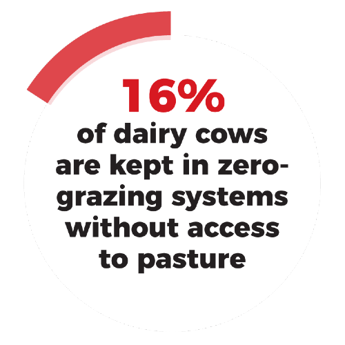 16% of dairy cows are kept in zero grazing systems without access to pasture