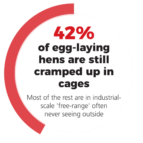 42% of egg-laying hens are still cramped up in cages. The rest are in industrial-scale 