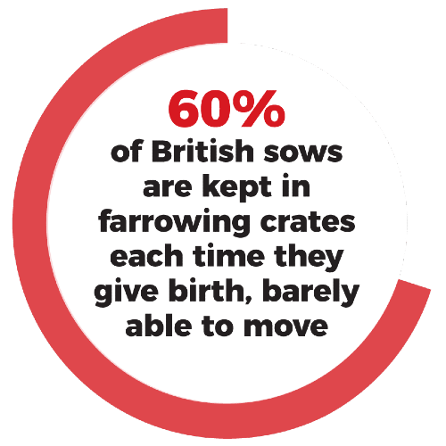60% of British sows are kept in farrowing crates each time they give birth, barely able to move