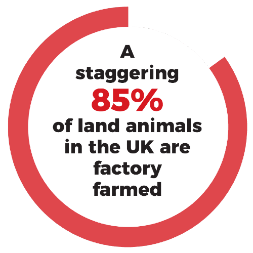 A staggering 85% of land animals in the UK are factory farmed