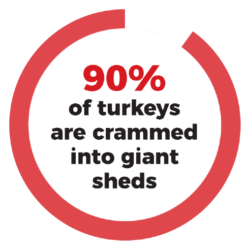 90% of turkeys are crammed into giant sheds