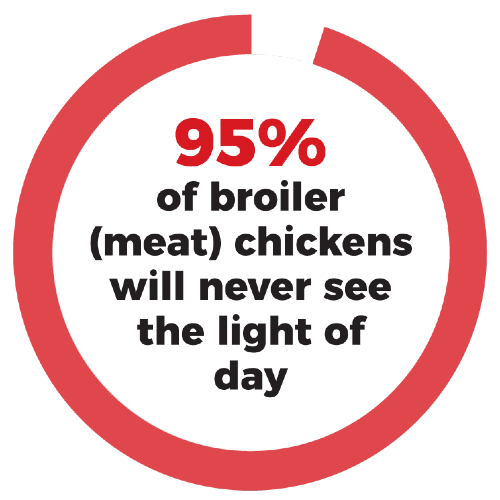 95% of broiler (meat) chickens will never see the light of day