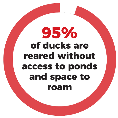 95% of ducks are reared without access to ponds and space to roam