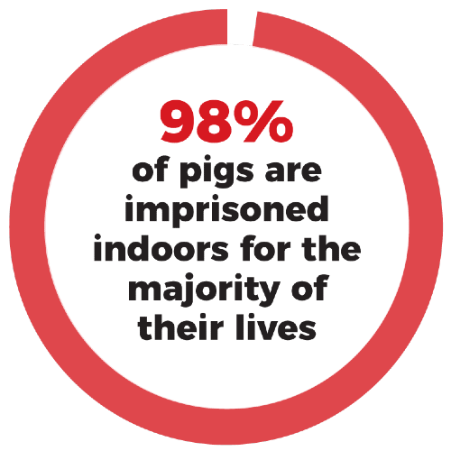 98% of pigs are imprisoned indoors for the majority of their lives