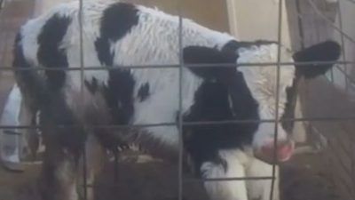 Calf behind bars