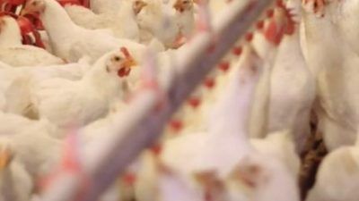 chickens in a factory farm