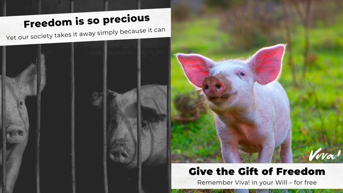 Viva! Invites You to Leave a Legacy for the Animals - Media centre | Viva!  The Vegan Charity