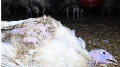 injured turkey laying on the floor