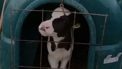 calf in a hutch