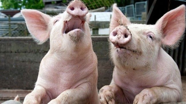 two happy pigs