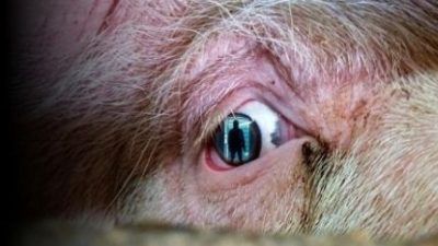 Close up picture of a pig's eye