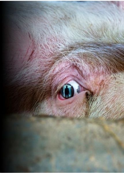 Close up picture of a pig's eye