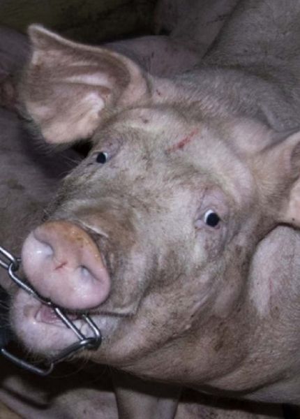 pig biting on chain