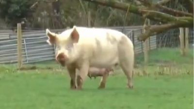 Hope the pig in a field