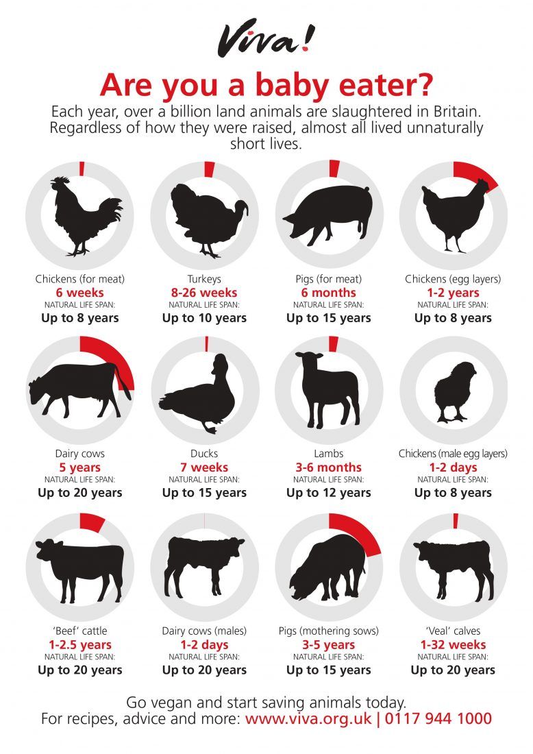 Are you a baby eater? infographic of farmed animal lifespans