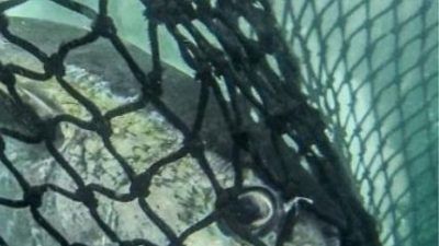 fish caught in a net