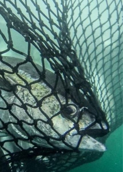 fish caught in a net