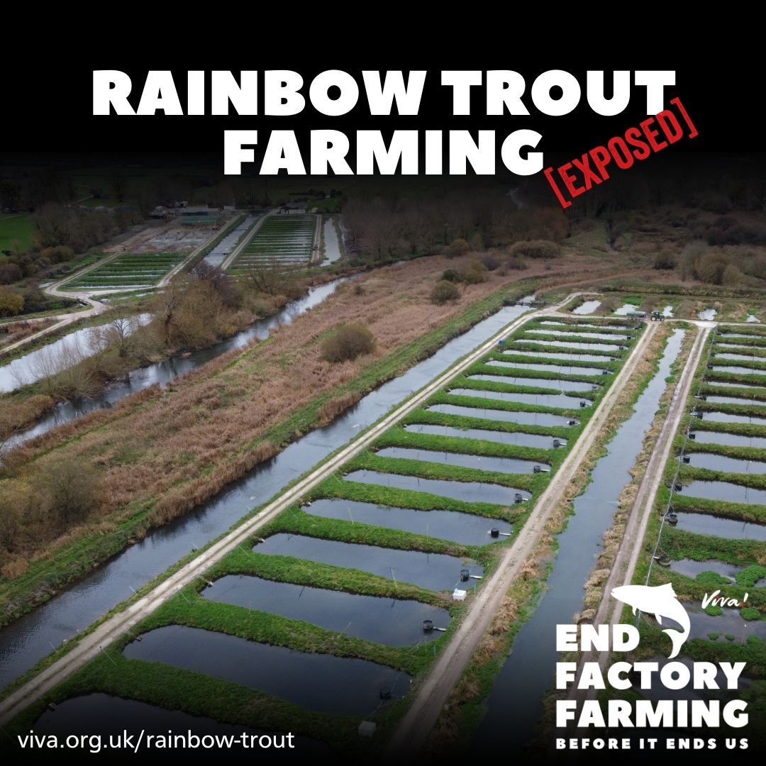 England's largest trout farm