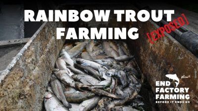 Trout invesitgation