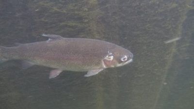 a rainbow trout
