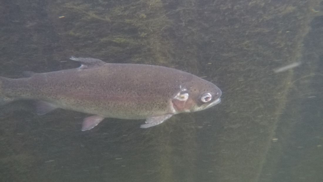 a rainbow trout