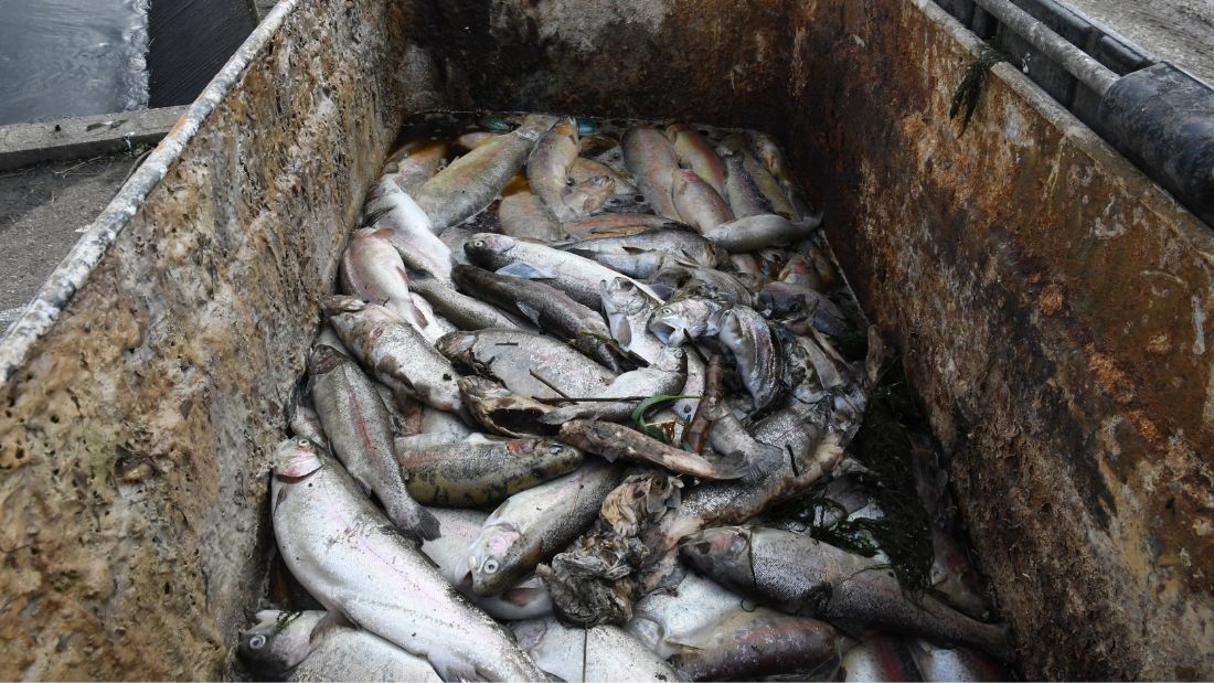 trout dumped in bins