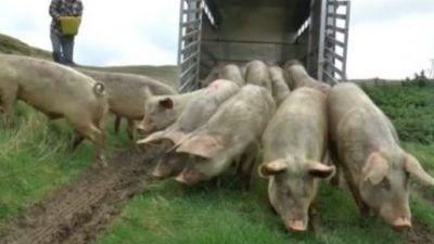 pigs get out of trailer at sanctuary