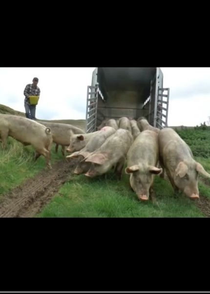 pigs get out of trailer at sanctuary