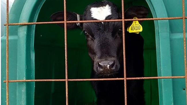 caged calf