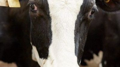 dairy cow