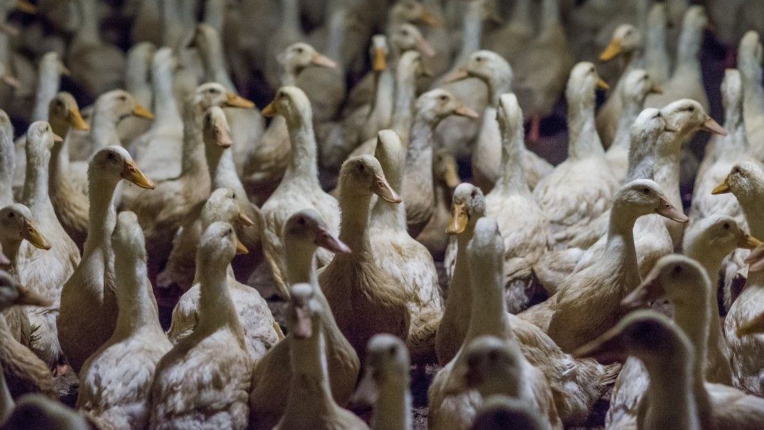 ducks in Australian factory farm