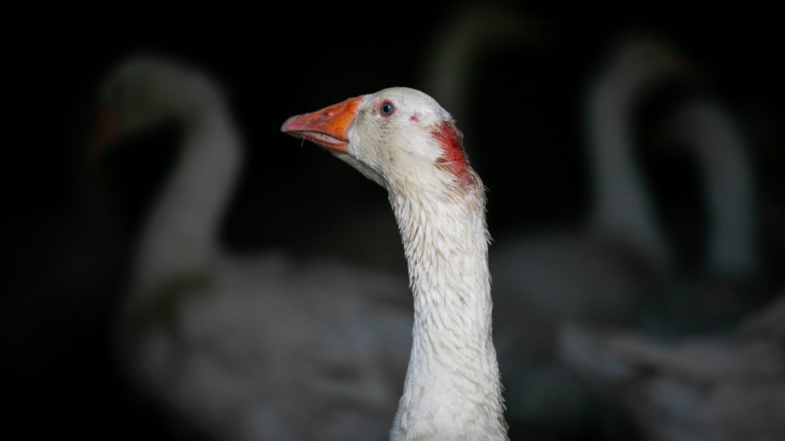 goose with pecked head