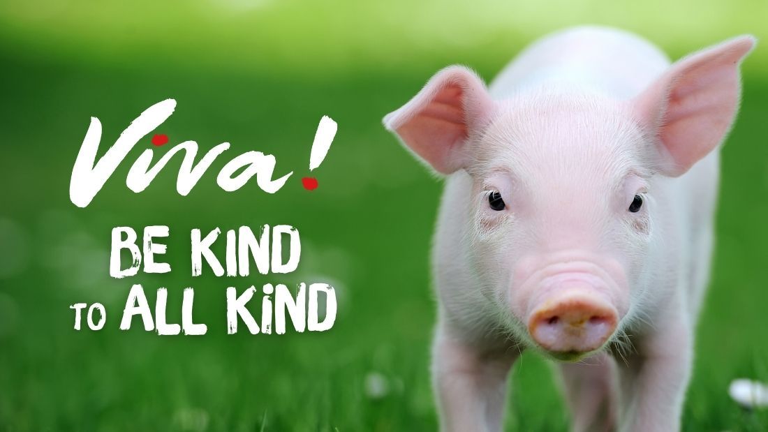 Viva! The Vegan Charity