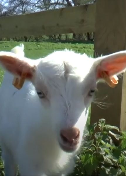 a kid goat