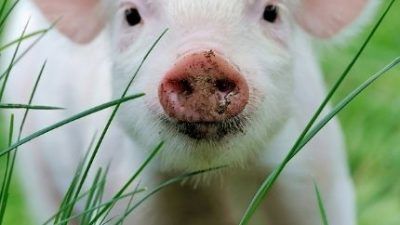 piglet in grass
