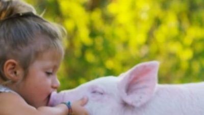little girl kissing a piglet