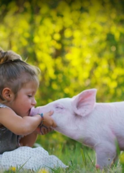 little girl kissing a piglet