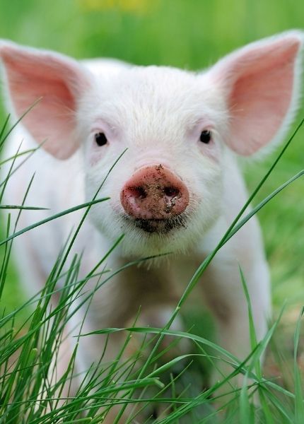 piglet in grass