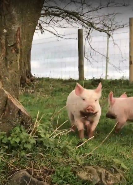 piglets in a field