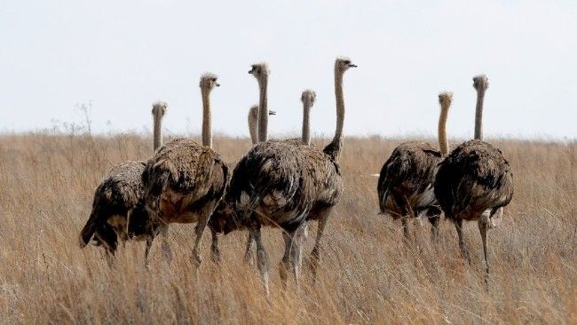 south africa ostriches