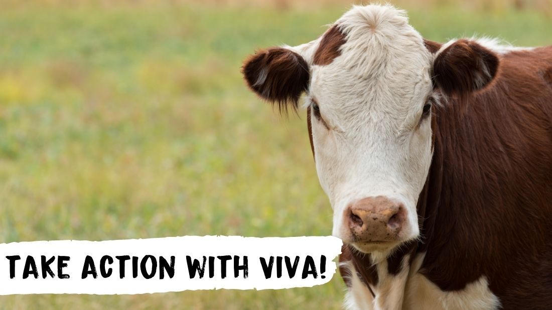 Take action with Viva!